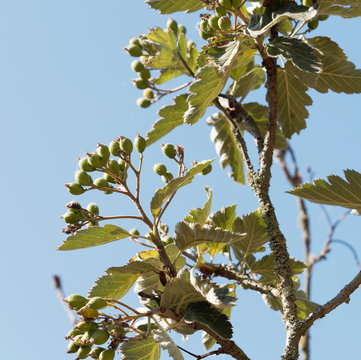 Alisier de Su&egrave;de ou sorbier interm&eacute;diaire (Sorbus intermedia). Feuilles vert fonc&eacute; et fruits non matur&eacute;es
