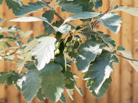 Sorbus intermedia. Alisier de Su&egrave;de, Sorbier interm&eacute;diaire ou Sorbier de Scandinavie aux feuilles vert fonc&eacute;, lob&eacute;es et dent&eacute;es, blanch&acirc;tre au dessous
