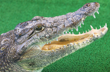 Portrait of a crocodile on a green background