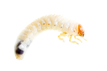 Naklejka premium Lelome beetle on a white background