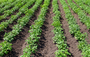 Fototapeta na wymiar Green leaves on potatoes in the garden