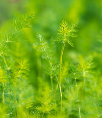 Green leaves on dill as a background
