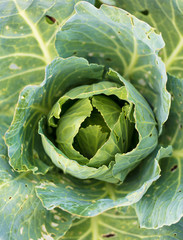 Worms eat leaves on cabbage
