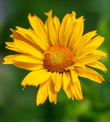 Beautiful yellow little flowers in a field in nature