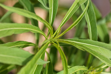 Green leaves on the plant as background