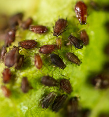 Aphids on cherry leaves in nature