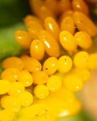 Yellow eggs of the Colorado potato beetle on potato leaves