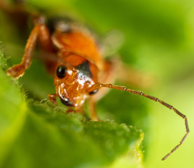 Portrait of a beetle on nature. Macro photo