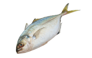 Fresh scad fish isolated on white background