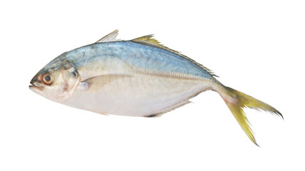 Yellowtail scad isolated on white, Atule mate