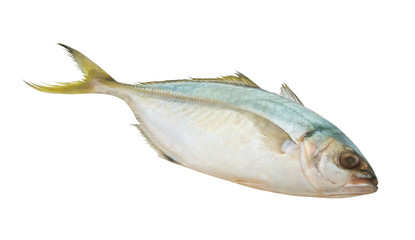 Yellowtail scad fish, Atule mate
