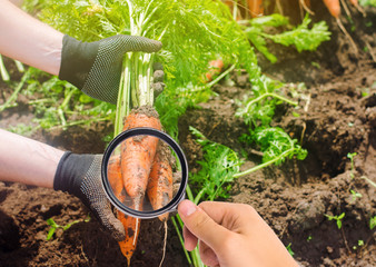 The food scientist checks the carrot for chemicals and pesticides. Growing organic vegetables....