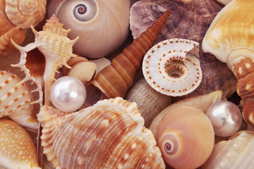 Seashell background, many different seashells piled together. Macro shot of beautiful seashells with pearls.