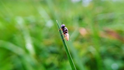 dragonfly on grass