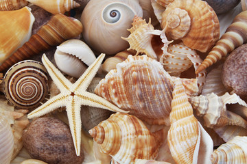 Seashells ans sea star as background. 