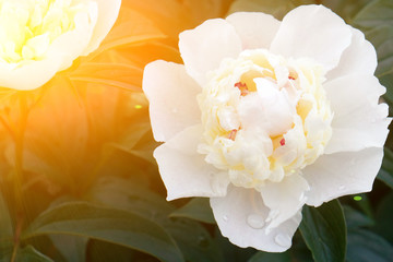 Obraz na płótnie Canvas Flowers peony background with solar light. Beautiful perfect white peony with greenery in the garden. For Valentine's Day greeting card, wedding anniversary, birthday