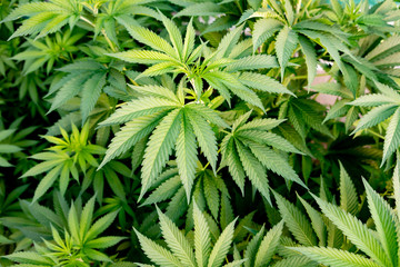 Medical Cannabis crop almost ready for harvesting