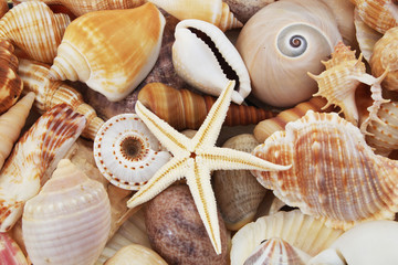 Seashell background. Many different sea shells and starfish mixed together. 