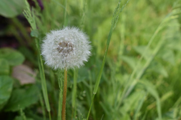 Fototapeta premium Dandelion close-up.