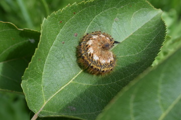 Caterpillar on sheet