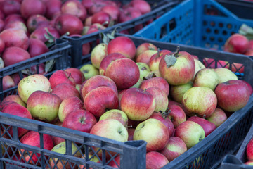 harvest of apples of autumn,fruit apples market, apples in plastic boxes