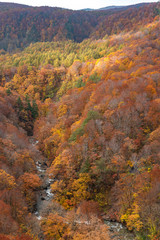 Autumn foliage scenery view, beautiful landscapes. Fall is full of magnificent colours. Entire mountain and valley is bathed in different hues of red, orange and golden colors background