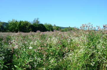 Fototapeta na wymiar summer field with wild flowers on a sunny day