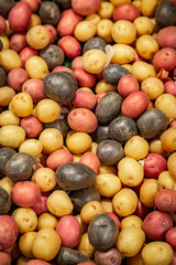 An abundance of red, purple and white potatoes for sale on a market stall