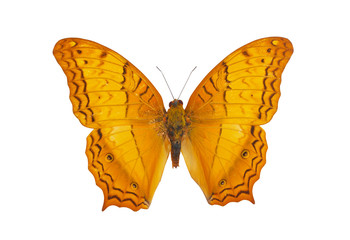 Fototapeta na wymiar Common cruise butterfly isolated on white background
