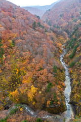Autumn foliage scenery. Aerial view of valley and stream in fall season. Colorful forest trees background in red, orange, and golden colors
