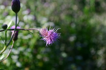 summer field with wild flowers on a sunny day