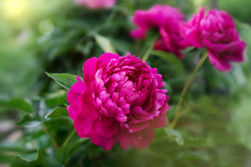 Flowers peony background with solar light. Beautiful perfect pink peonies with greenery in the garden. For Valentine's Day greeting card, wedding anniversary, birthday