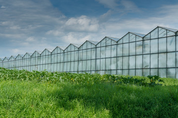 Fototapeta premium industrial size greenhouses for growing vegetables and fruit in a green grass field under a blue sky