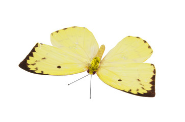Lemon emigrant butterfly isolated on white background, Catopsilia pomona