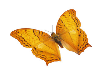Common cruise butterfly isolated on white