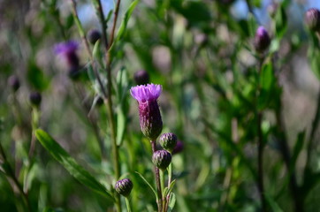 summer field with wild flowers on a sunny day
