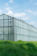 Fototapeta na wymiar industrial size greenhouses for growing vegetables and fruit in a green grass field under a blue sky