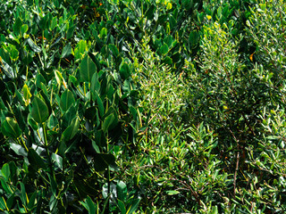 Fototapeta premium Leaves of the mangrove trees at mangrove forest background, green nature background
