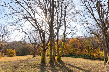 Fototapeta premium Autumn foliage scenery view, beautiful landscapes. Colorful forest trees in the foreground, and sky in the background