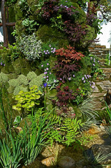 Detail of a veticaly planted Japanese Moss Garden with small Acers, plants and flowers