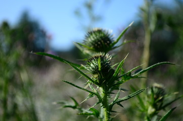 summer field with wild flowers on a sunny day