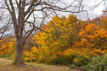 Autumn foliage scenery view, beautiful landscapes. Colorful forest trees in the foreground, and sky in the background