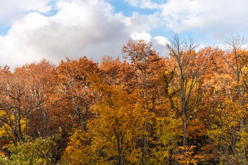 Autumn foliage scenery view, beautiful landscapes. Colorful forest trees in the foreground, and sky in the background