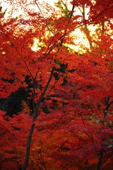 背景に夕陽が輝く紅葉です。