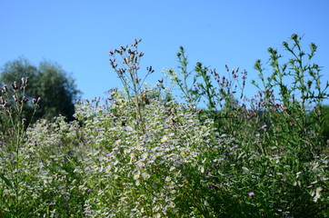summer field with wild flowers on a sunny day