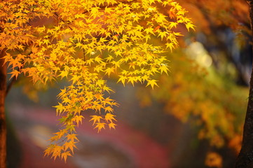 下の川には紅葉が落ちて赤くなっている夕暮れ時の黄葉です。