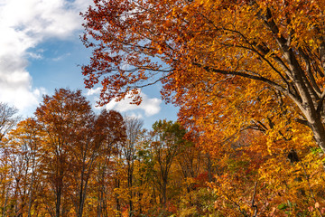 Autumn foliage scenery view, beautiful landscapes. Colorful forest trees in the foreground, and sky in the background