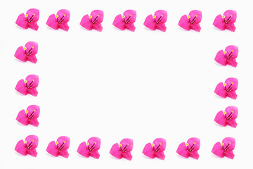 natural pink bougainvillea flowers with petals on white background
