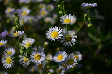 summer field with wild flowers on a sunny day