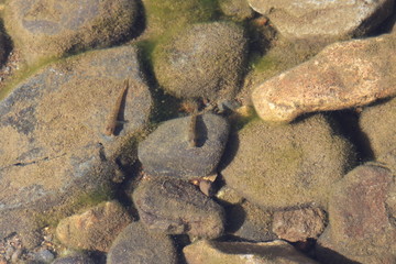 休憩する小魚